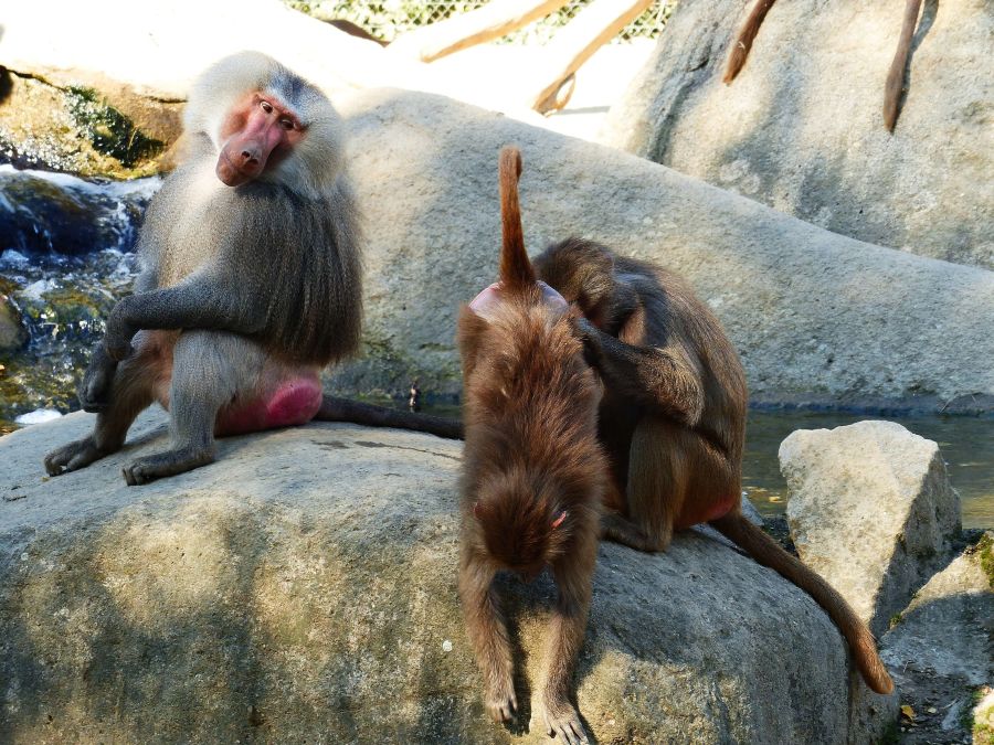 Zoo in Augsburg